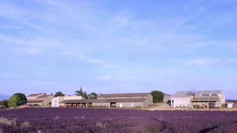 Lavender fields in bloom and main building of Lavandes Langevin distillery Stock Footage 166110552