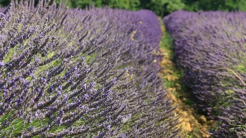 Lavender fields in bloom. Stock Footage 121061933