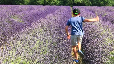 Lavender fields in bloom. Stock Footage 121101489