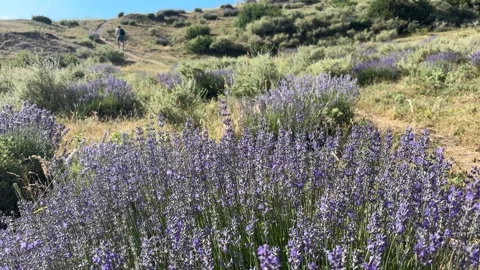 Lavender Fields in Bloom near Bansko, Bulgaria Stock Footage 315680728