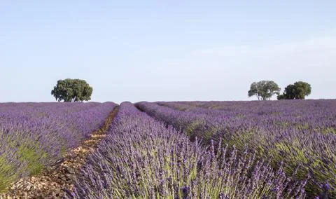 Lavender fields in bloom Stock Photos