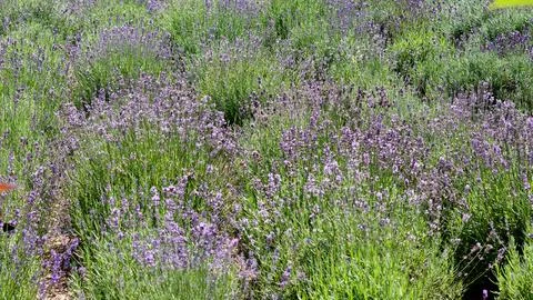 Lavender fields bloom under the bright sun showcasing vibrant purple flowers in Stock Photos