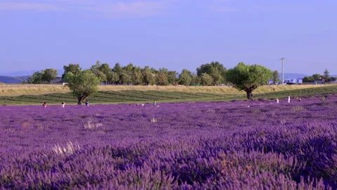 Lavender fields in bloom in Valensole in Provence, France with tourists Stock Footage 166110060