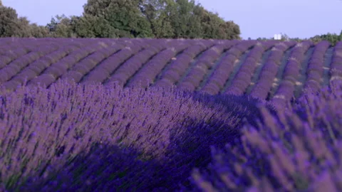 Lavender fields in bloom in Valensole in Provence, France wih blurry bokeh Stock Footage 166110476