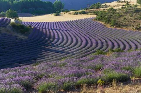Lavender fields in Brihuega Stock Photos