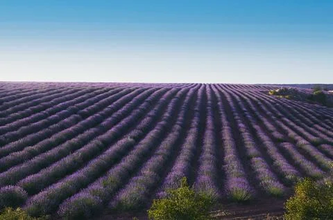 Lavender fields in Brihuega Stock Photos
