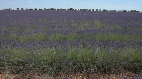Lavender fields in brihuega, Spain. Stock Footage 135393601