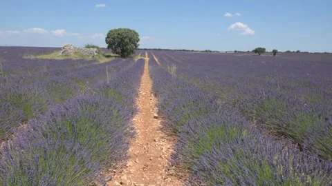 Lavender fields in brihuega, Spain. Stock Footage 135393620