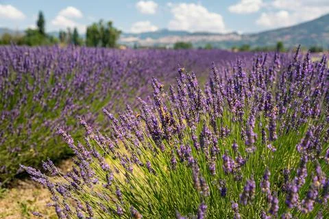 Lavender fields  close up view of flowers Photos