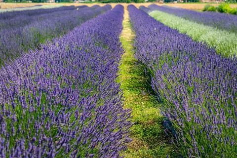 Lavender fields  close up view of flowers at Assisi Stock-Fotos