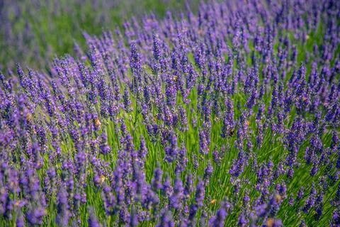 Lavender fields  close up view 스톡 사진