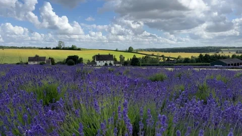 Lavender fields in Cotswolds - England Stock Footage 294039870