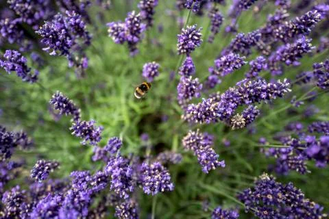Lavender fields in County Wexford, Ireland Stock Photos