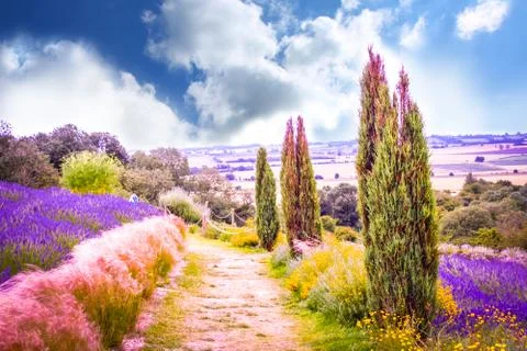 Lavender fields in England, UK Stock Photos