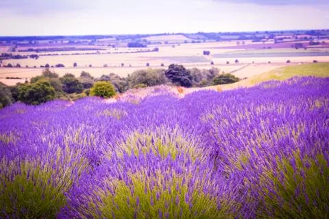 Lavender fields in England, UK Stock Photos