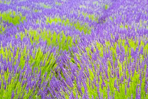 Lavender fields in England, UK Stock Photos