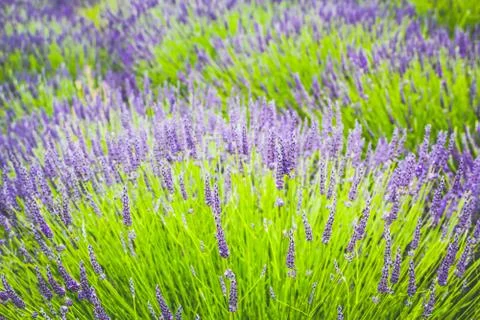 Lavender fields in England, UK Stock Photos