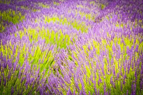 Lavender fields in England, UK Stock Photos
