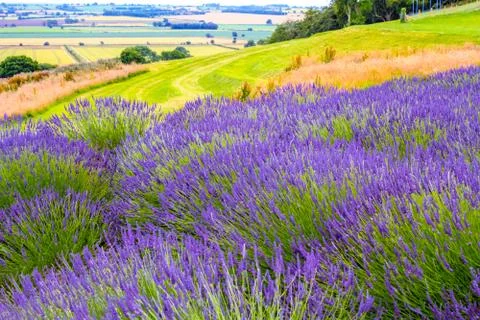 Lavender fields in England, UK Stock Photos