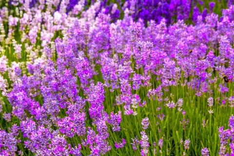 Lavender fields in England, UK Stock Photos