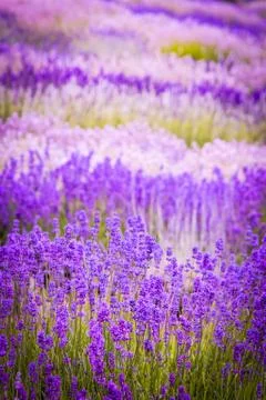 Lavender fields in England, UK Stock Photos