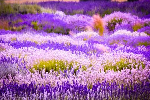Lavender fields in England, UK Stock Photos
