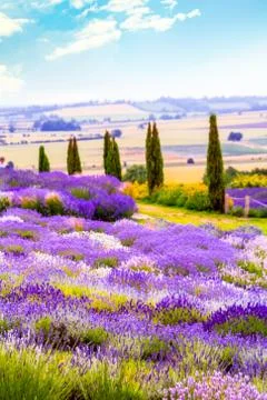 Lavender fields in England, UK Stock Photos