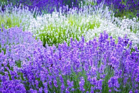 Lavender fields in England, UK Stock Photos