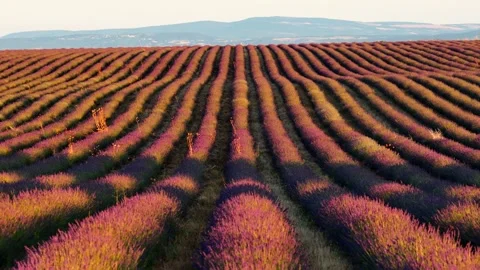 Lavender fields farm, aerial drone view. Beautiful purple flowers at sunset Stock Footage 313271909