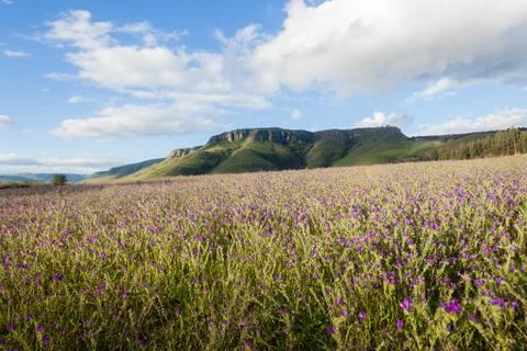 Lavender Fields Farming Stock Photos