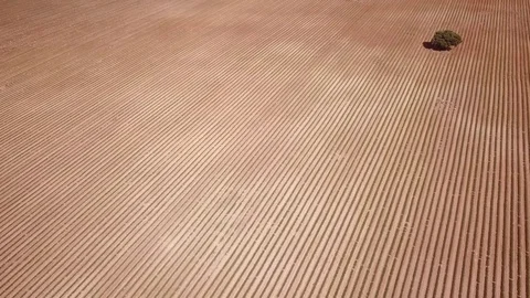 Lavender fields Stock Footage 81512757