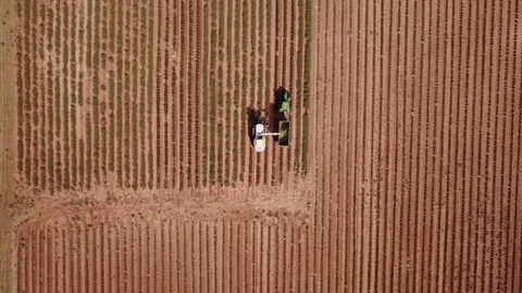 Lavender fields Stock Footage 81512804