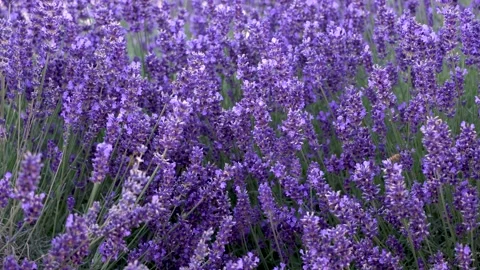 Lavender fields Stock Footage 134416145
