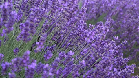 Lavender fields Stock Footage 134416248