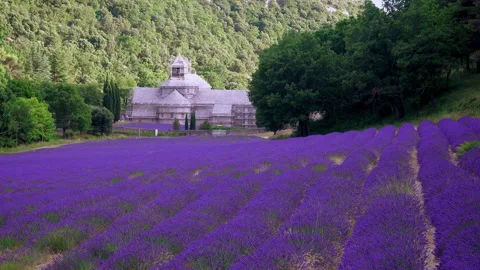 Lavender fields Stock Footage 170003735