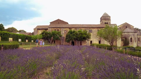Lavender fields Stock Footage 170003742