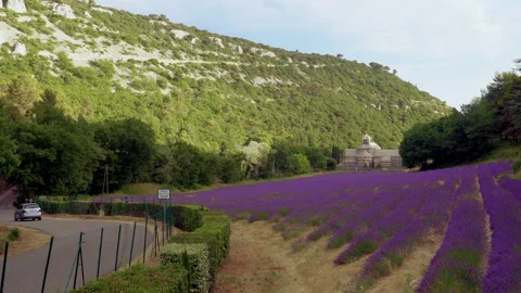 Lavender fields Stock Footage 170003780
