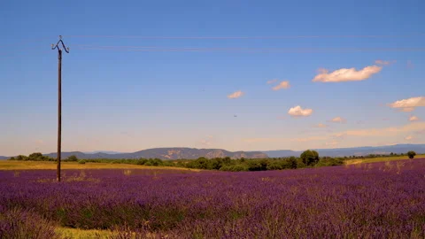 Lavender fields Stock Footage 170004074