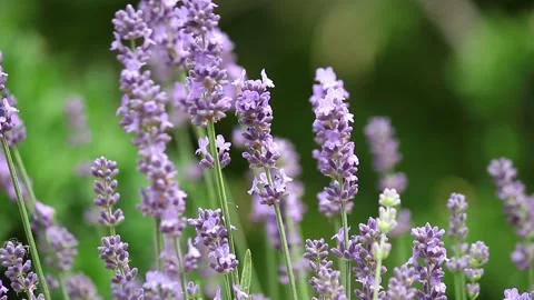 Lavender fields Stock Footage 233272483