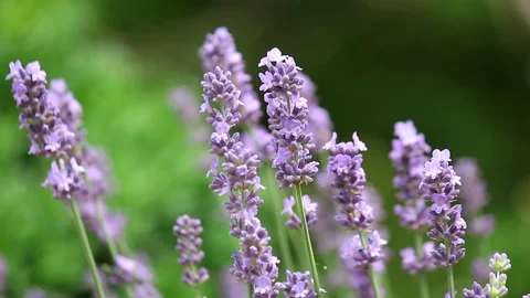 Lavender fields Stock Footage 233272538