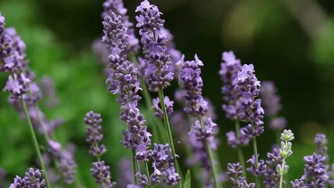 Lavender fields Stock Footage 233272593