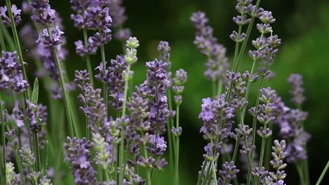 Lavender fields Stock Footage 233272702