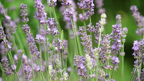 Lavender fields Stock Footage 233272759