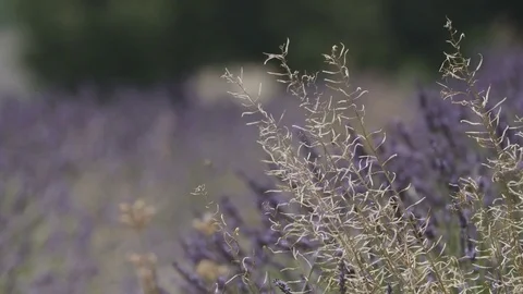 Lavender Fields in France. Close-up Stock Footage 78016695