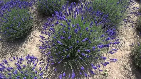 Lavender fields in france Vídeos de archivo 133720424