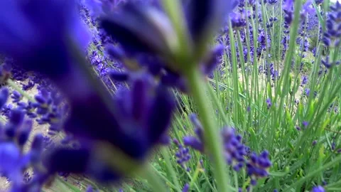 Lavender fields in france Vídeos de archivo 133720445