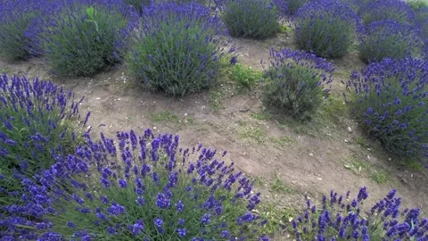 Lavender fields in france Vídeos de archivo 133720452