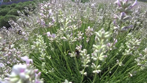 Lavender fields in france Vídeos de archivo 133720542