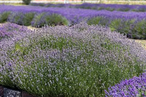 Lavender fields in full bloom at the Sequim Lavender Festival Stock Photos
