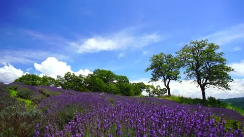 Lavender Fields, Groves, and Flowing Clouds Stock Footage 333177682